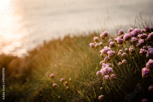 Flowers at Sunset Cornish Coastline