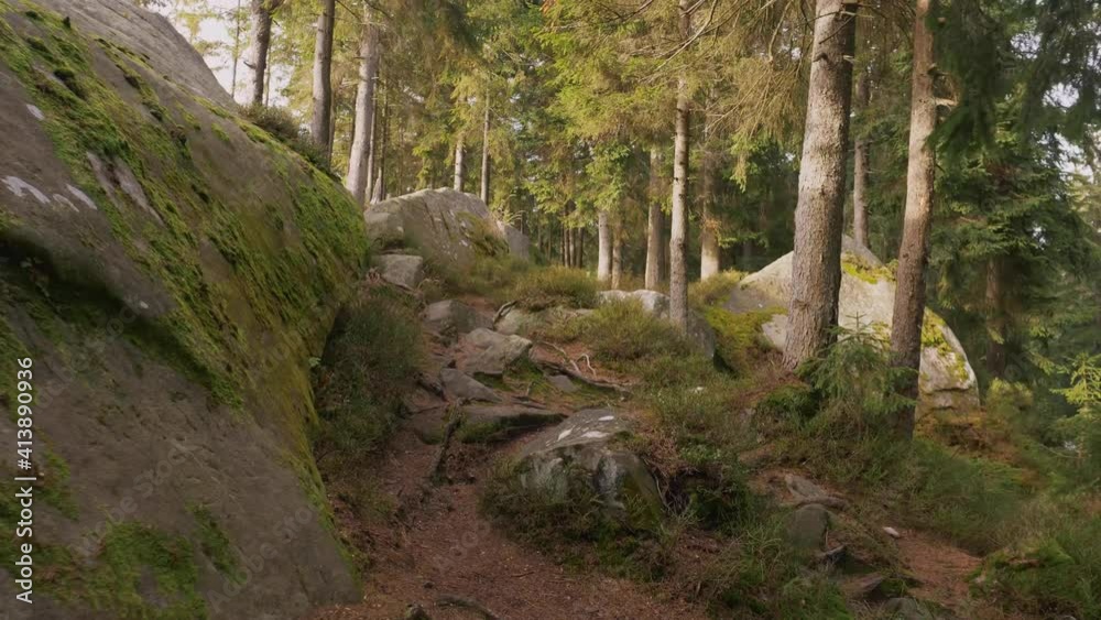 Spring pine forest, first warm days in old mysterious woods, hiking in wilderness Spring pine forest, first warm days in old mysterious woods, hiking in wilderness