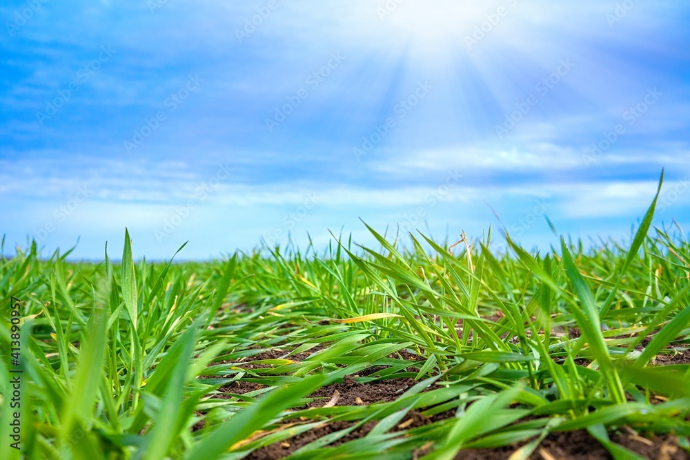 Fototapeta premium Young and green sprouts of winter crops sprout from the ground in even rows