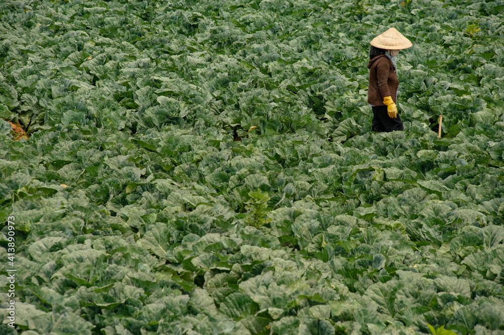 Vietnamese woman in the vegetable plantation Vietnamese woman in the vegetable plantation