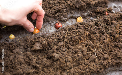 The hand plants the bulbs in the ground in the garden.Springtime, garden plants, working on a plot of land, landscaping, gardening, growing flowers, fruit crops. Copy space photo