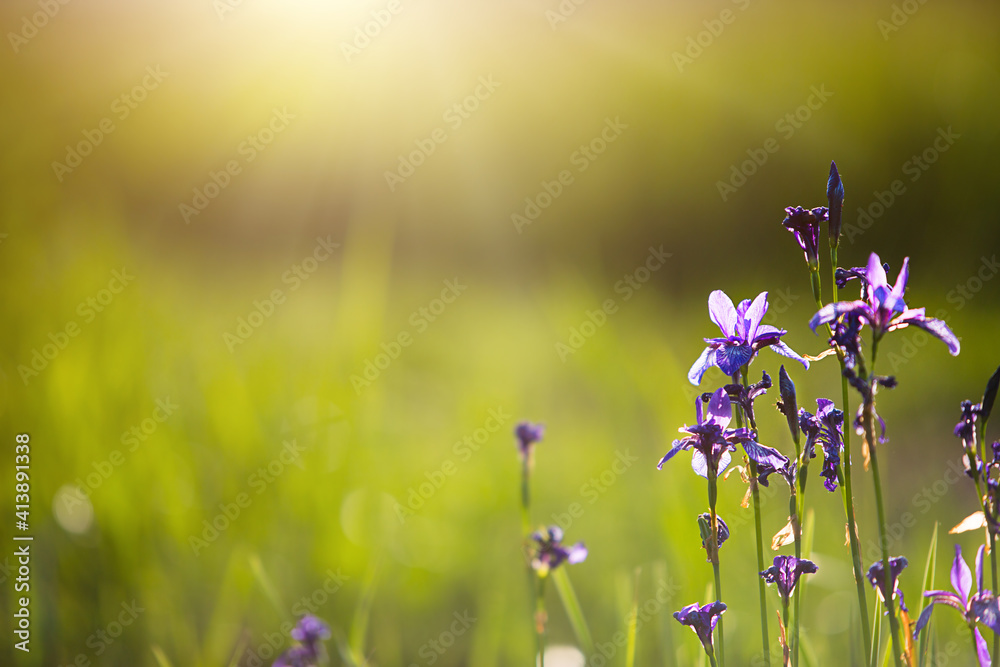 Field of wild violet flowers in the grass in the sun. Spring time, summertime, ecology, rural natural life, authenticity, cottage core. Copy space