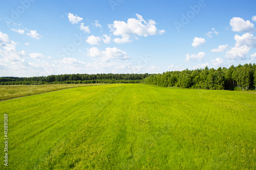 A bright green field with cereals in the spring. Agricultural industry, ecology, spring time, copy space. Pure nature