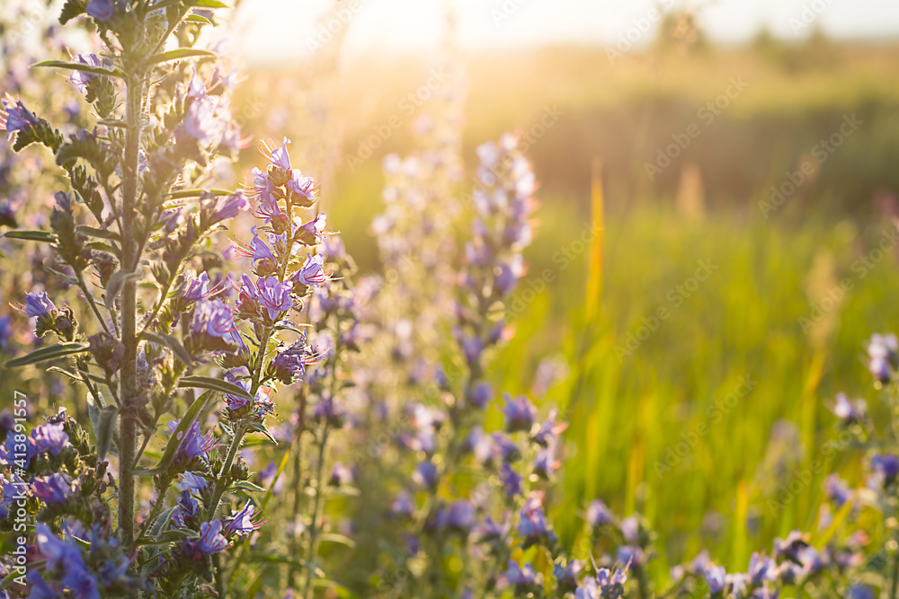 Obraz premium Field of wild violet flowers in the grass in the sun. Spring time, summertime, ecology, rural natural life, authenticity, cottage core. Copy space