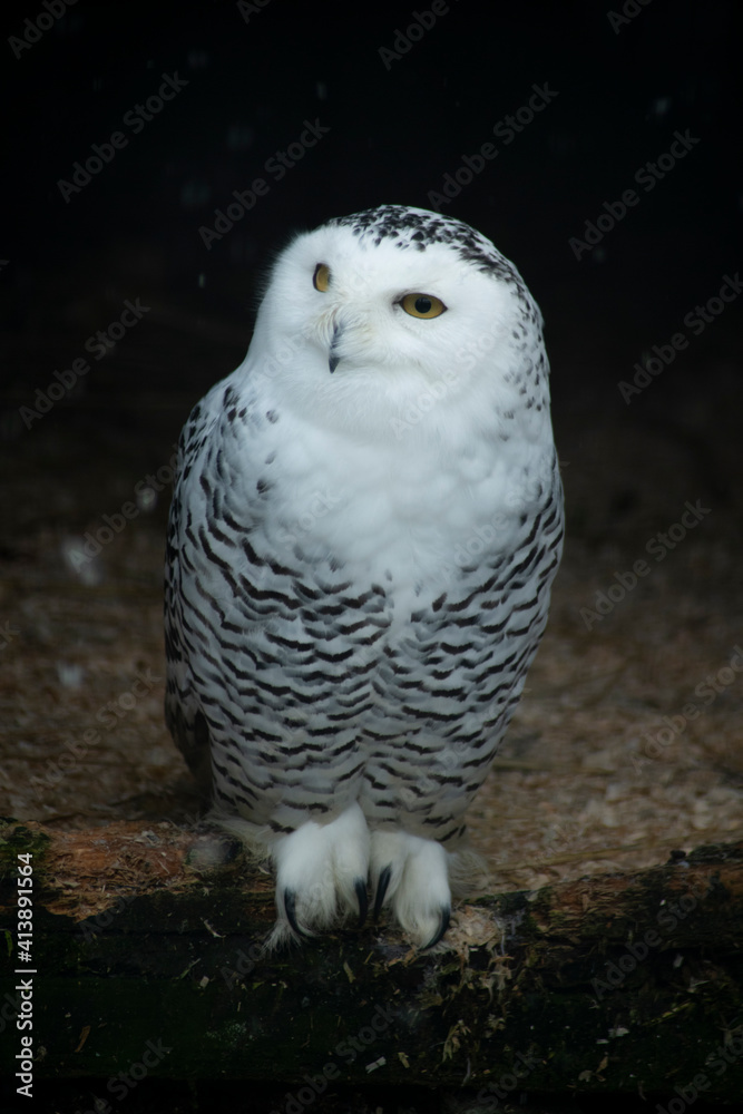 snowy owl in the snow snowy owl in the snow