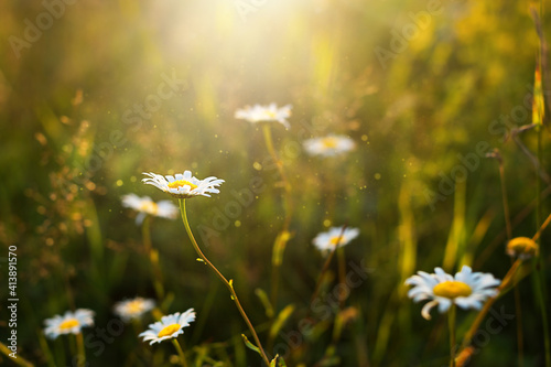 Print op canvas Field of daisies flowers in the grass in the sun