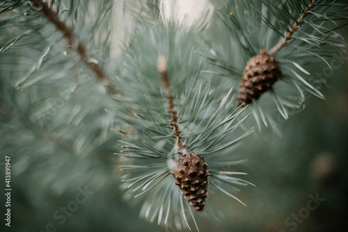 Close-up of pine tree in forest photo