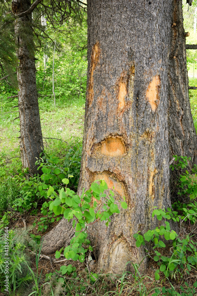Markings on a tree with the bark stripped from the trunk Markings on a tree with the bark stripped from the trunk