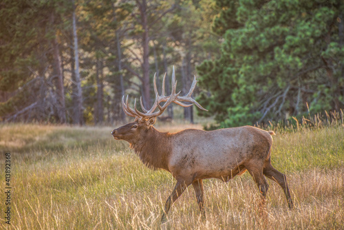 Wallpaper Mural Elk Hunt Torontodigital.ca