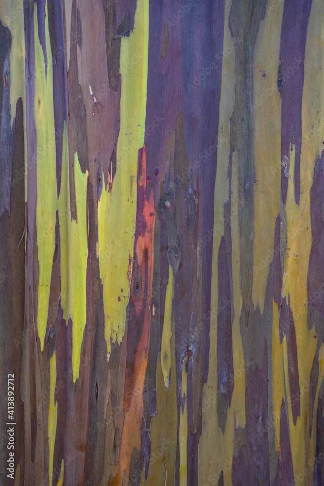 Rainbow Eucalyptus bark Rainbow Eucalyptus bark