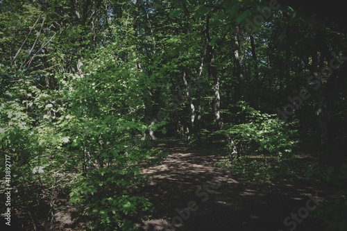 A path in the forest with shadows on it and sunshine.