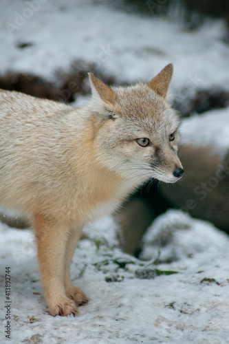 Fototapeta Naklejka Na Ścianę i Meble -  red fox portrait