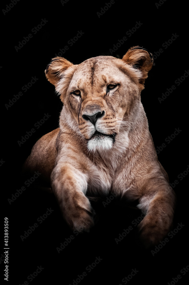 Lion (Panthera leo), with a beautiful dark coloured background. A colourful mammal with yellow hair sitting in the savanah. Wildlife scene from nature, Etiopia