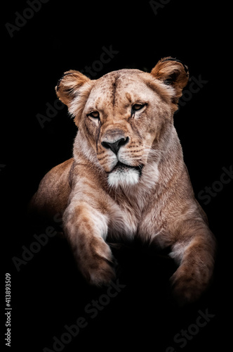 Lion (Panthera leo), with a beautiful dark coloured background. A colourful mammal with yellow hair sitting in the savanah. Wildlife scene from nature, Etiopia © Simon Vasut