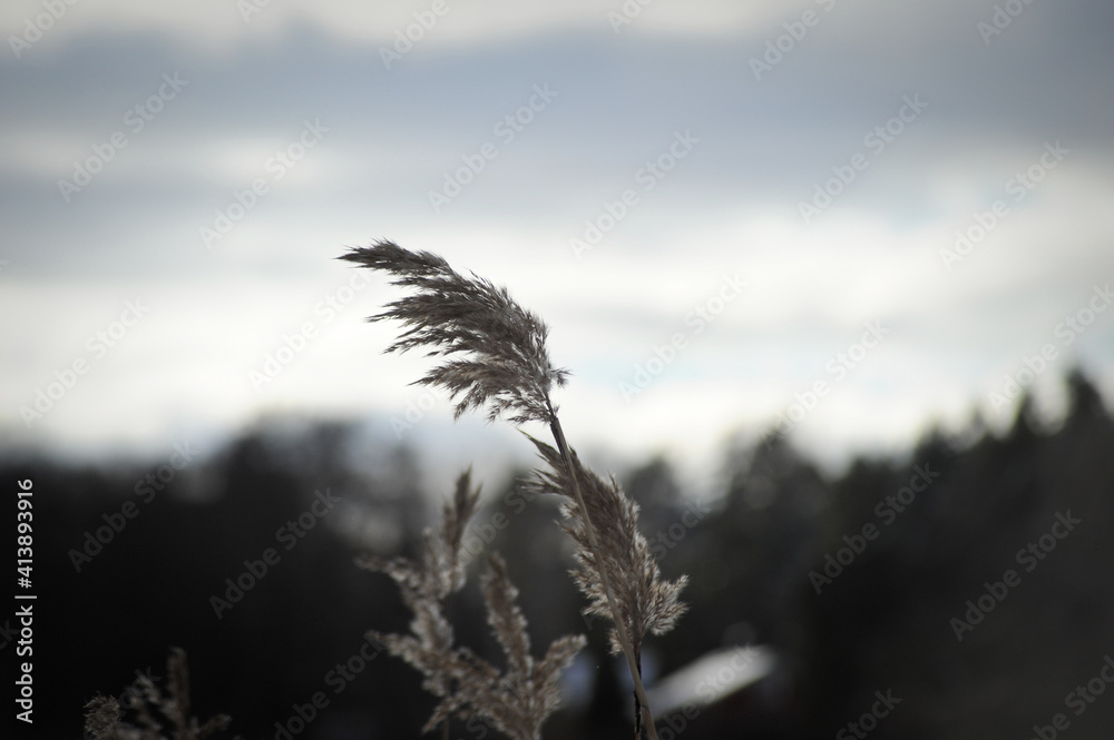 Obraz premium Grass in winter