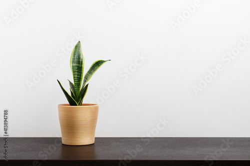 Cactus in a yellow pot on dark workspace table and white wall background