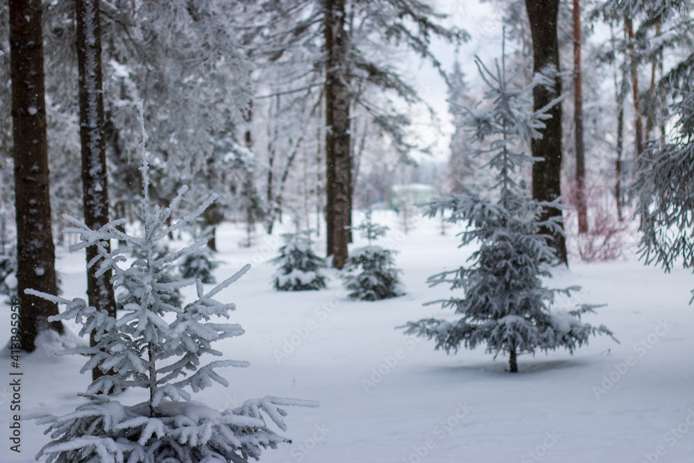 snow covered trees