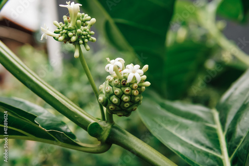 fresh noni fruit and flowers in the herbal garden. scientific name Morinda citrifolia photo