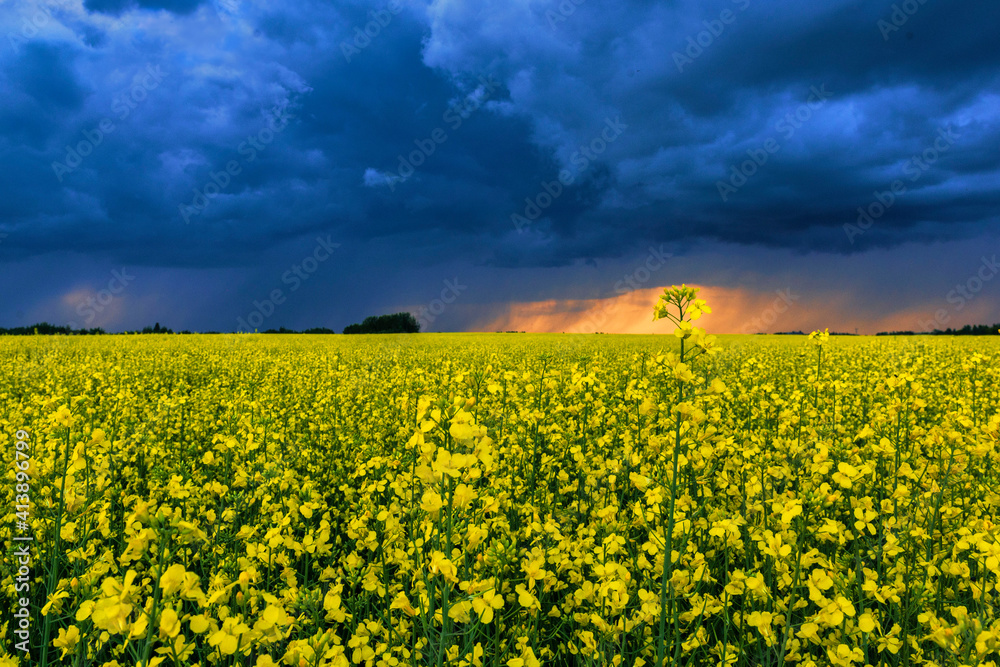 Obraz premium Storm over Canola field