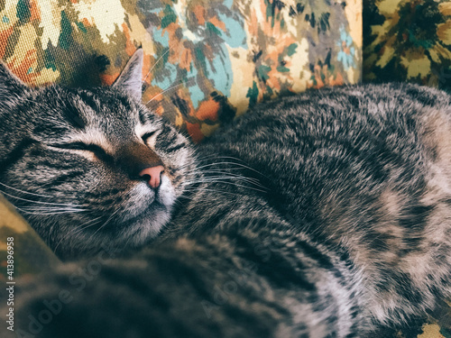 High angle close-up of cat sleeping on chair photo