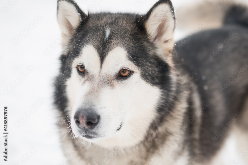 Young beautiful smiling alaskan malamute dog face in snow. winter . 