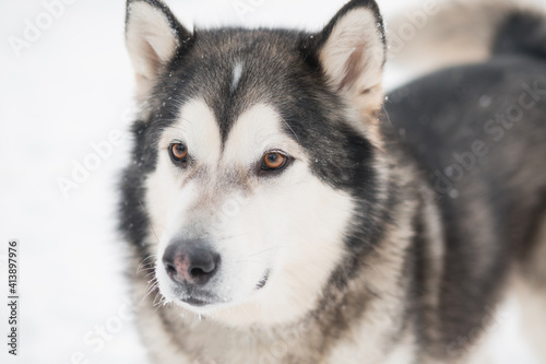 Fototapeta Naklejka Na Ścianę i Meble -  Young beautiful smiling alaskan malamute dog face in snow. winter . 