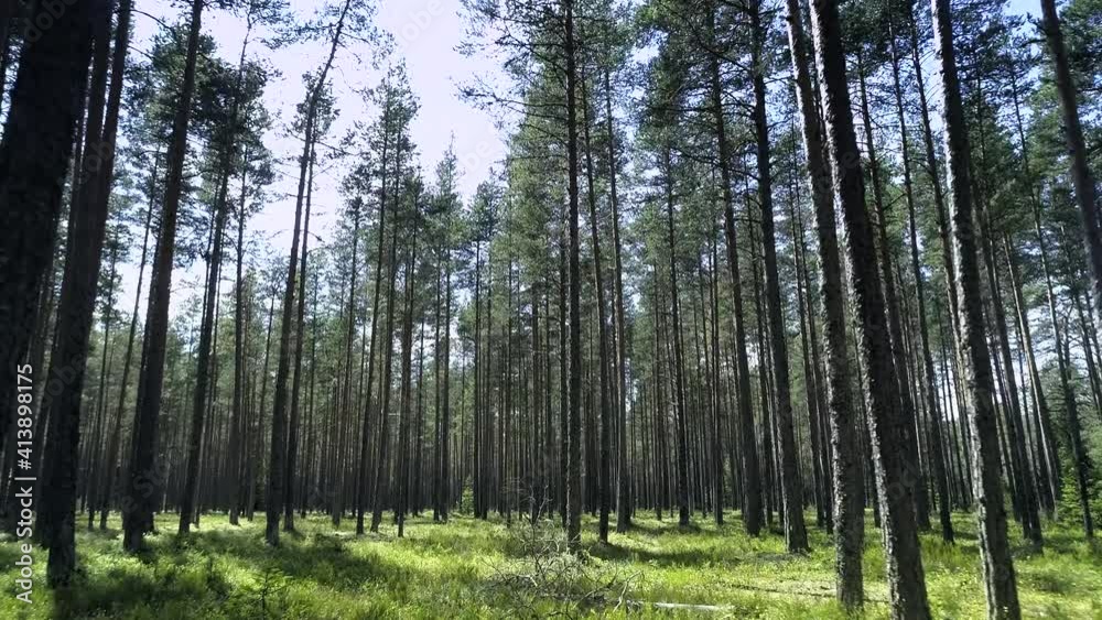 Beautiful pine forest with long trees trunks and green grass carpet, blue sky sunny summer day, forward motion low angle view