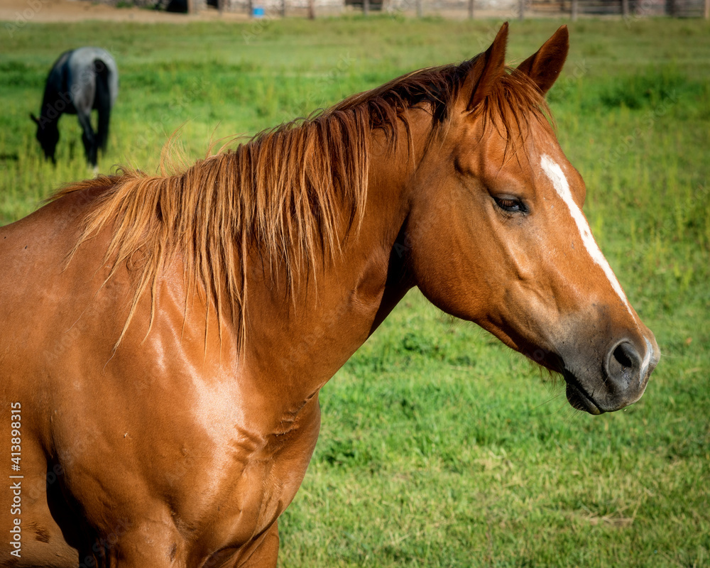 Fototapeta premium Close up of a horse on a farm ranch on a pasture