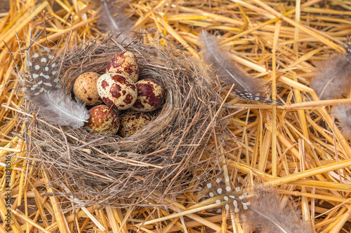 Quail eggs in a nest on yellow straw with feathers. Side view, horizontal.
