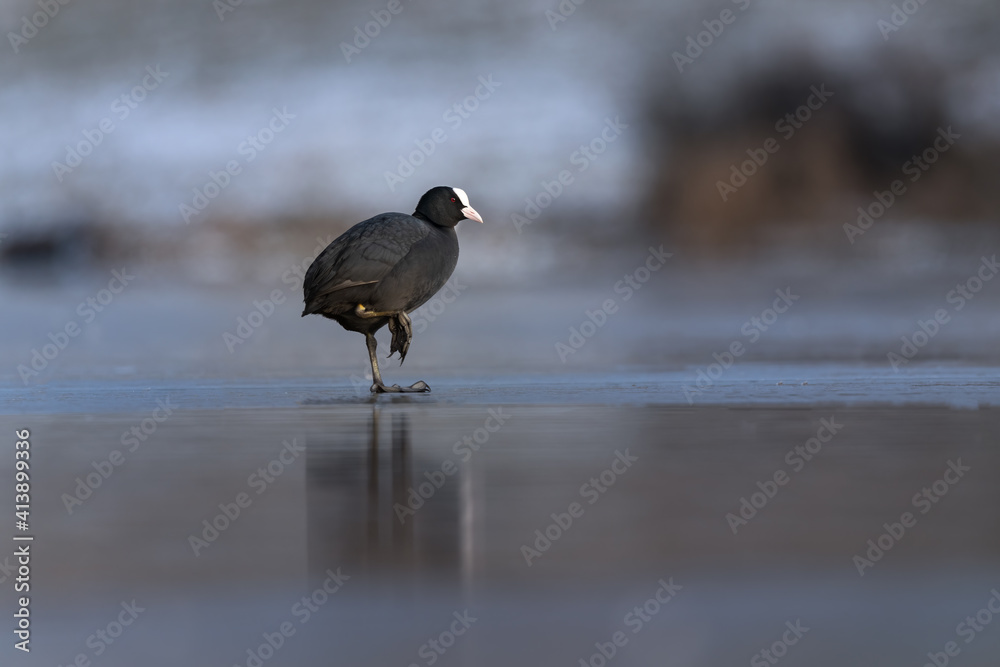 Eurasian coot on Ice, Fulica atra One Foot Standing on Ice, Black Bird Eurasian coot on Ice, Fulica atra One Foot Standing on Ice, Black Bird