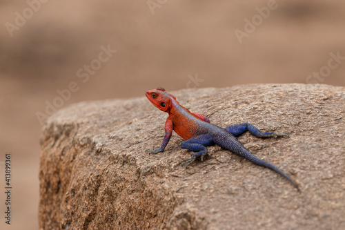 Close-up of Agama lizard on rock at Serengeti National Park