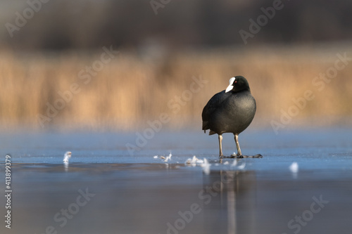 Eurasian coot on Ice, Fulica atra Standing on Ice, Black Bird