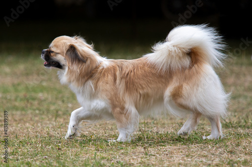 Bild auf Leinwand Tibetan Spaniel