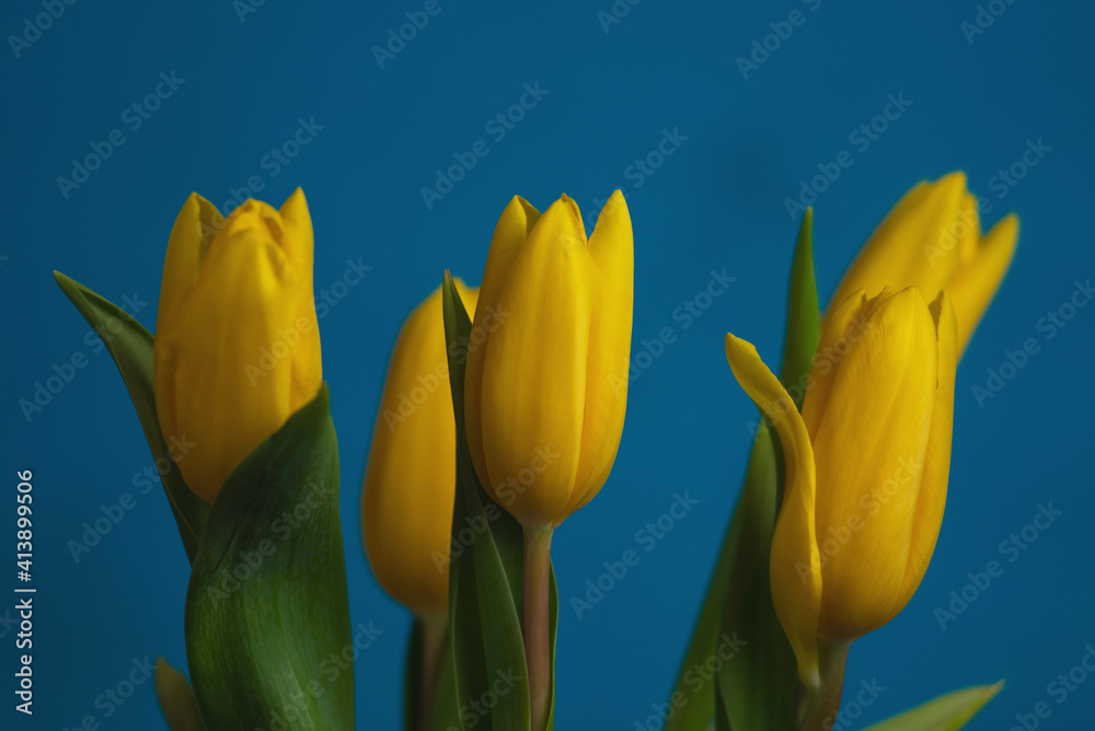yellow tulips on blue background yellow tulips on blue background