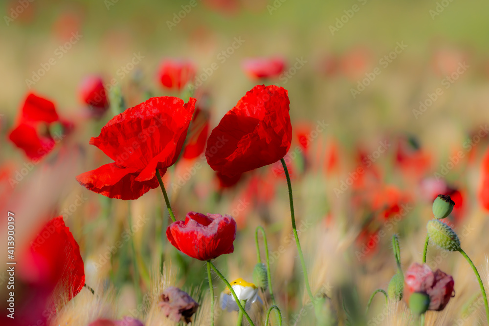 Fototapeta premium Red poppies in a cereal field at sunrise