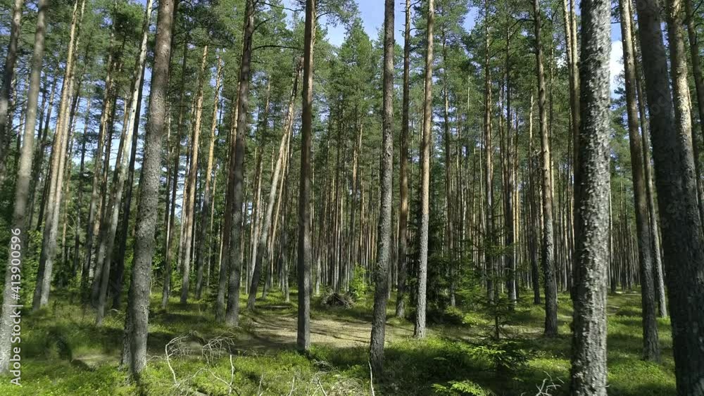 Beautiful pristine pine forest with long trees and green grass, blue sky sunny summer day, drone forward motion view Beautiful pristine pine forest with long trees and green grass, blue sky sunny summer day, drone forward motion view