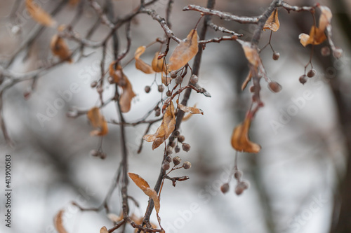 Linden flower on a branch in winter is frosted by ice crystals.