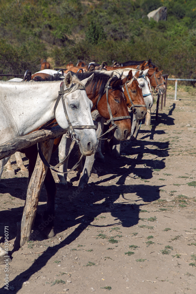 number of horses are tied up in the mountains ride tourists in the Crimea in the summer number of horses are tied up in the mountains ride tourists in the Crimea in the summer