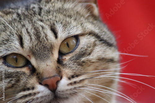 beautiful face of a cat © Игорь Чечин