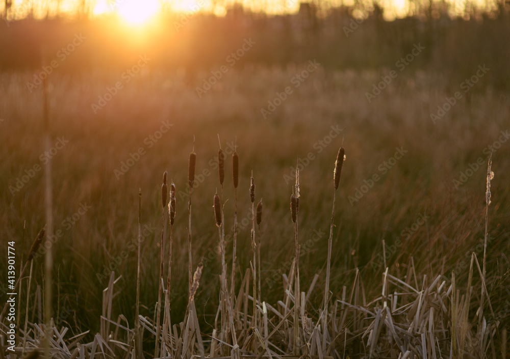 Fototapeta premium mist in the field