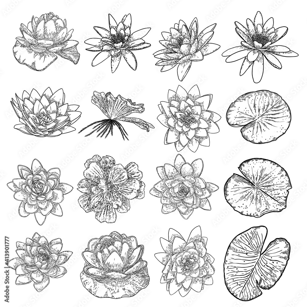 Set of lotuses, line art stylized. Collection of lotus flowers blooms. Black white, hand drawn isolated water pond lily floral. Body and mind designs elements. Vector.