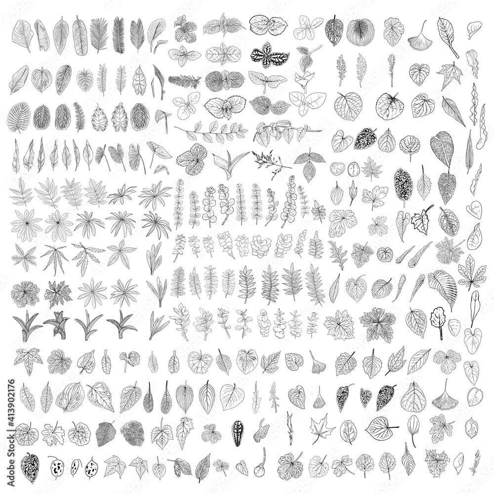 Fototapeta premium Tropical leaves collection. Isolated fern elements on white background. Set of jungle forest and domestic home leaf, exotic eucalyptus foliage, natural real live palm leaves, herbs drawing. Vector.
