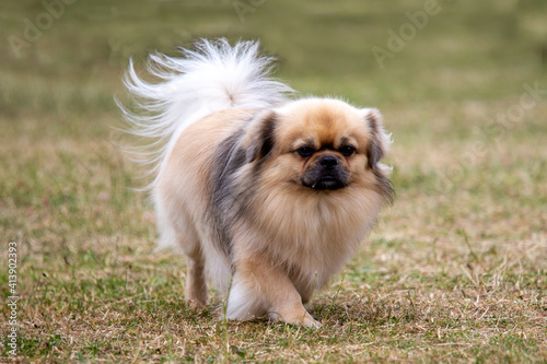 Tibetan Spaniel photo