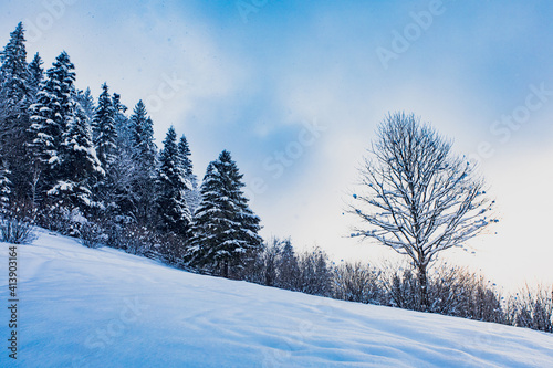 Snow covered pine trees at the mountains