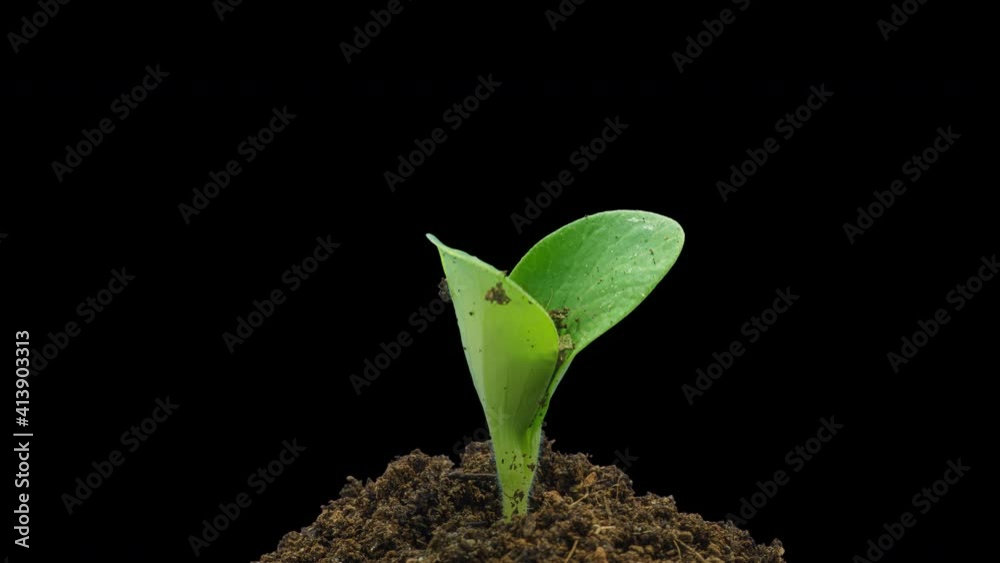 Pumpkin growth time lapse on black background with transparency mask, alpha matte