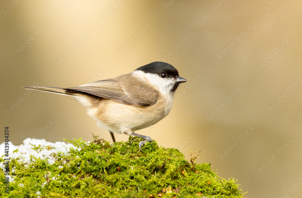 Obraz premium Willow Tit in Winter with snow and green moss. Scientific name: Poecile Montanus. Facing right in natural woodland habitat. Clean background. Horizontal. Space for copy.