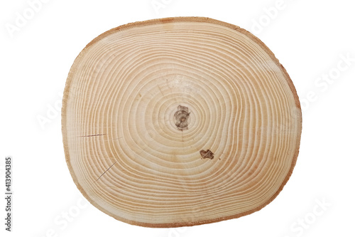 Cross-section of the ash tree trunk with growth rings isolated on white background.