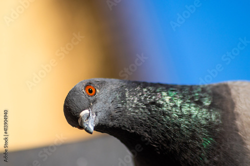 close up of a pigeon. funny looking, tilting its head looking curiously at the camera photo
