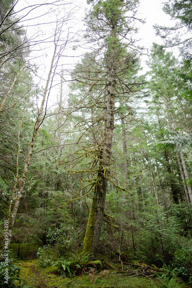 Obraz premium tree in the forest