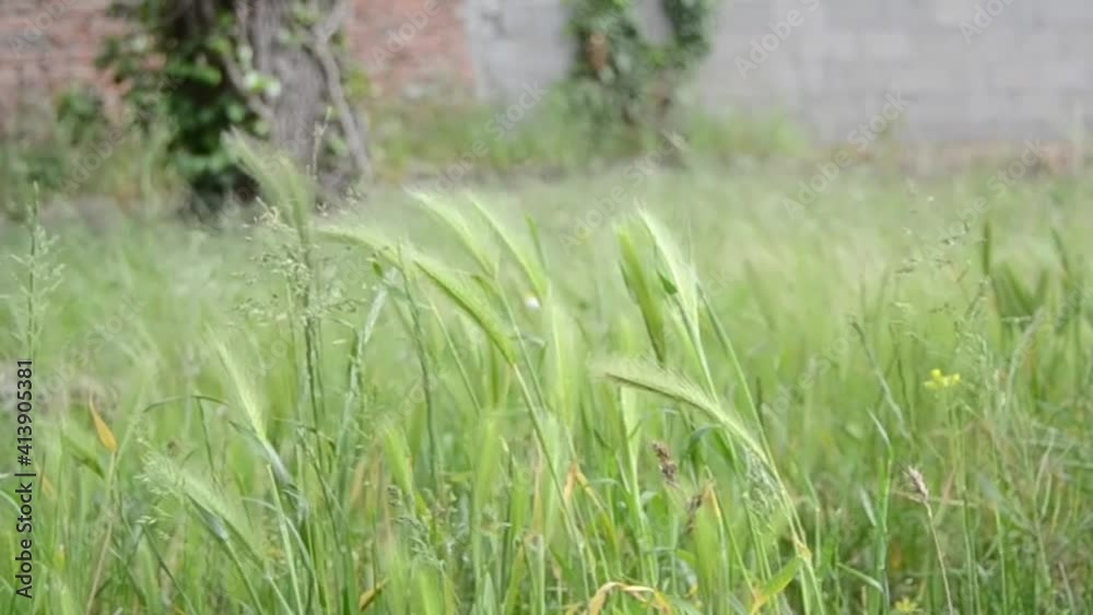 Plantas de espiga verdes y hierba alta moviéndose con el viento